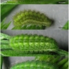 calloph rubi larva3 volg